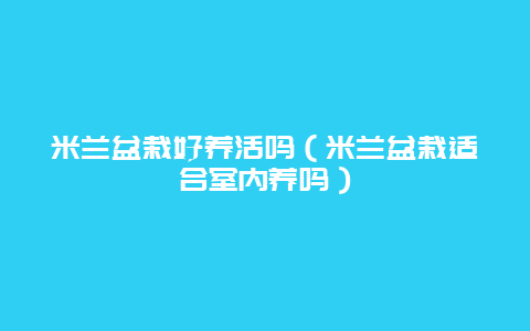 米兰盆栽好养活吗（米兰盆栽适合室内养吗）