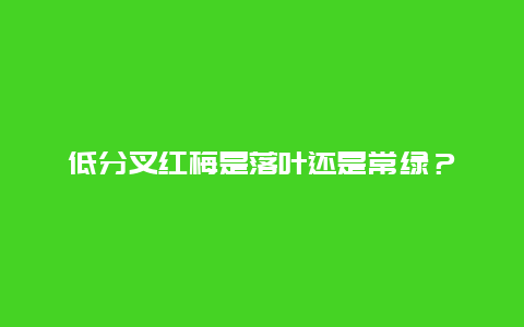 低分叉红梅是落叶还是常绿？