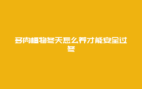 多肉植物冬天怎么养才能安全过冬