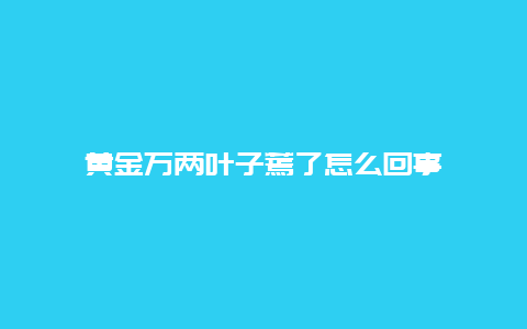 黄金万两叶子蔫了怎么回事