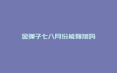 金弹子七八月份能嫁接吗