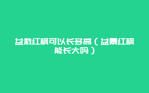 盆栽红枫可以长多高（盆景红枫能长大吗）