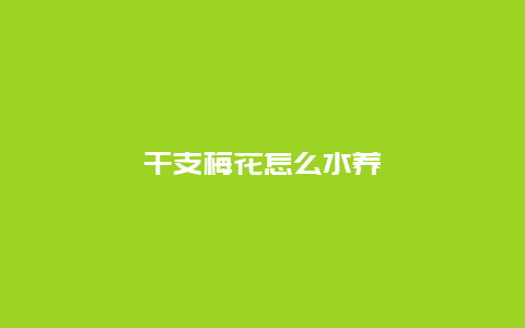 干支梅花怎么水养