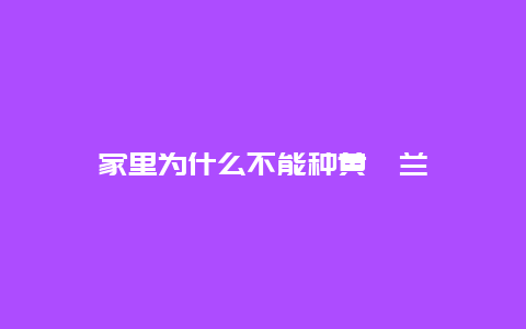 家里为什么不能种黄桷兰