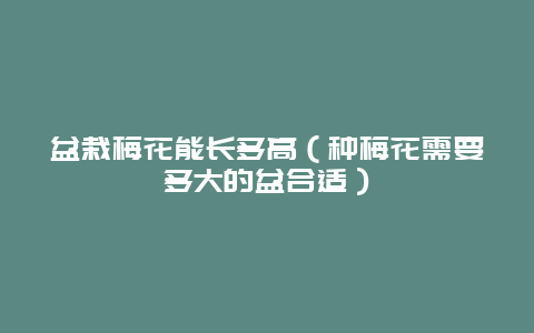 盆栽梅花能长多高（种梅花需要多大的盆合适）