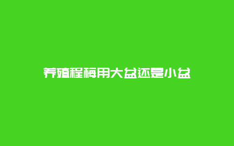 养殖程梅用大盆还是小盆