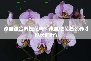 家里适合养樱花吗？家里樱花怎么养才能长的好？