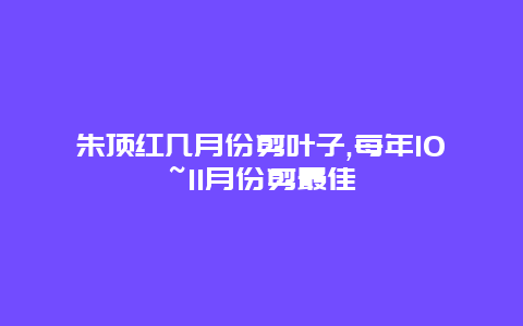 朱顶红几月份剪叶子,每年10~11月份剪最佳