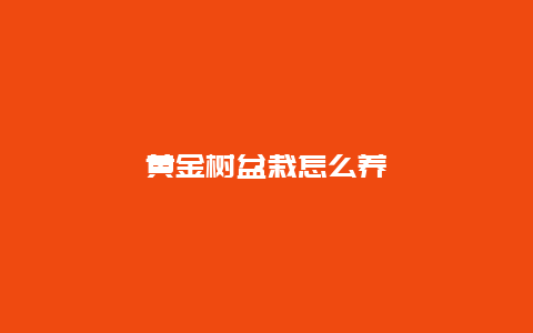 黄金树盆栽怎么养