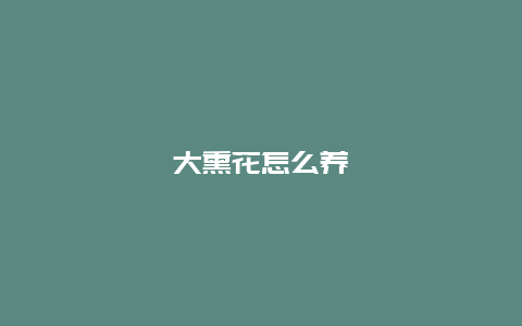 大熏花怎么养