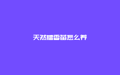 天然檀香苗怎么养