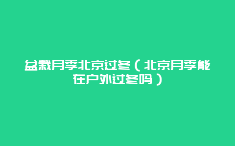 盆栽月季北京过冬（北京月季能在户外过冬吗）