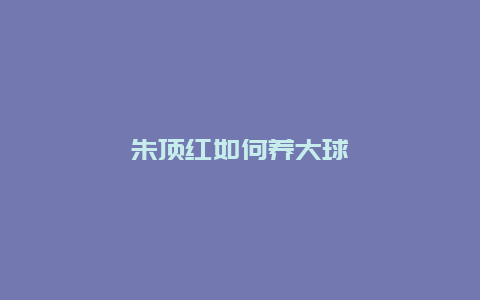 朱顶红如何养大球