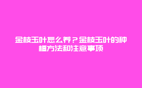 金枝玉叶怎么养？金枝玉叶的种植方法和注意事项