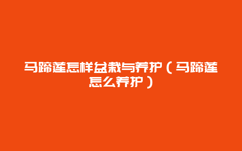 马蹄莲怎样盆栽与养护（马蹄莲怎么养护）