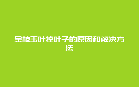 金枝玉叶掉叶子的原因和解决方法