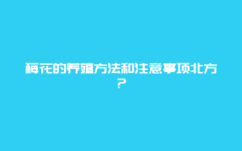 梅花的养殖方法和注意事项北方？