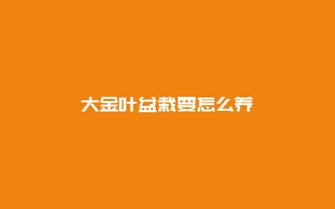 大金叶盆栽要怎么养