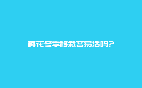 梅花冬季移栽容易活吗?