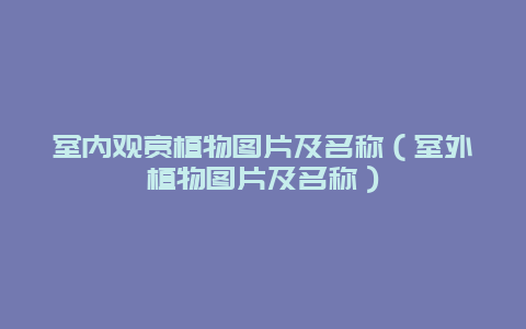 室内观赏植物图片及名称（室外植物图片及名称）