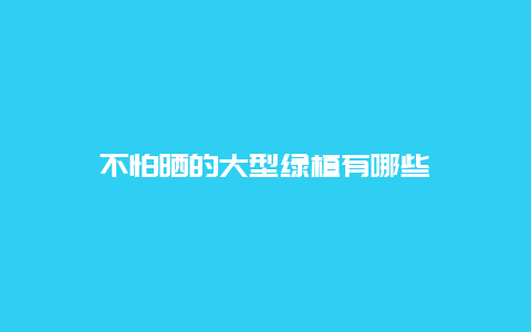 不怕晒的大型绿植有哪些