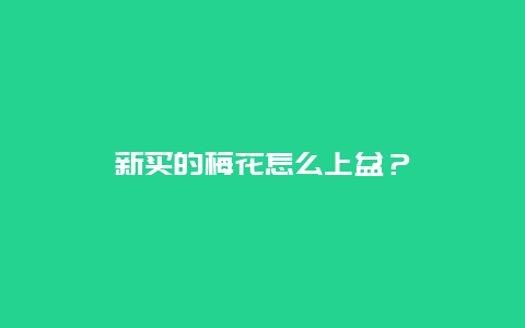 新买的梅花怎么上盆？