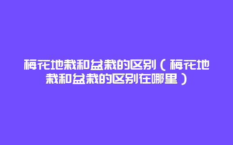 梅花地栽和盆栽的区别（梅花地栽和盆栽的区别在哪里）