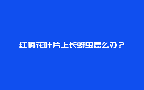 红梅花叶片上长蚜虫怎么办？