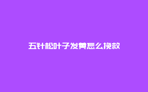 五针松叶子发黄怎么挽救