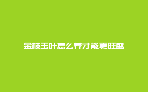 金枝玉叶怎么养才能更旺盛