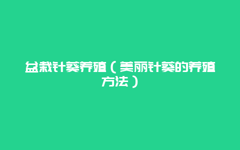 盆栽针葵养殖（美丽针葵的养殖方法）