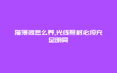 猫薄荷怎么养,光线照射必须充足明亮