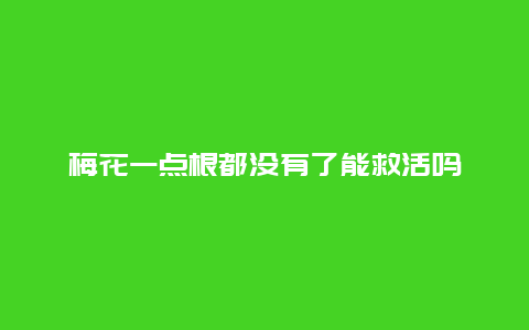 梅花一点根都没有了能救活吗