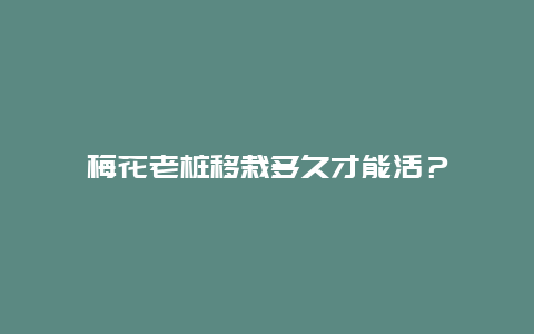 梅花老桩移栽多久才能活？