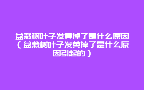 盆栽树叶子发黄掉了是什么原因（盆栽树叶子发黄掉了是什么原因引起的）