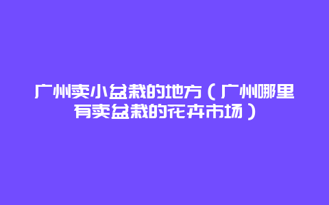 广州卖小盆栽的地方（广州哪里有卖盆栽的花卉市场）