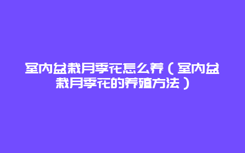 室内盆栽月季花怎么养（室内盆栽月季花的养殖方法）