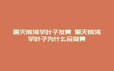 黑天鹅海芋叶子发黄 黑天鹅海芋叶子为什么会变黄