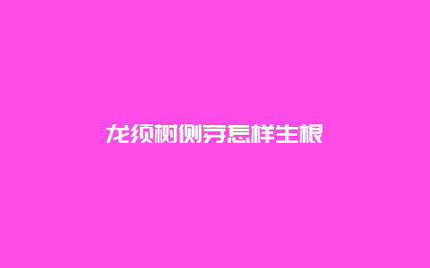 龙须树侧芽怎样生根