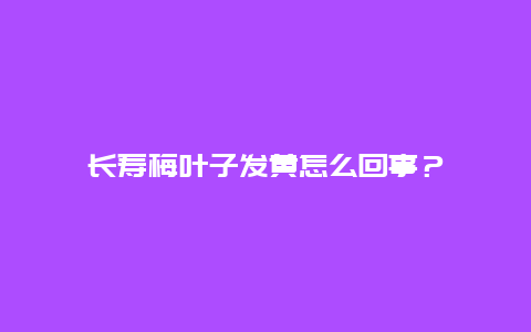 长寿梅叶子发黄怎么回事？