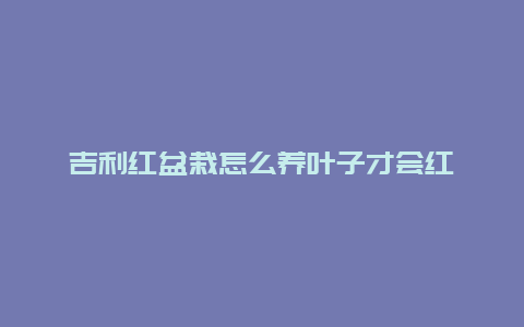 吉利红盆栽怎么养叶子才会红