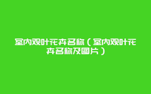 室内观叶花卉名称（室内观叶花卉名称及图片）