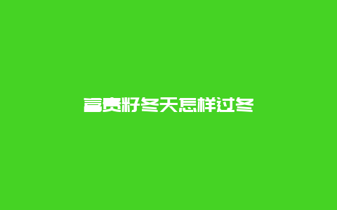 富贵籽冬天怎样过冬