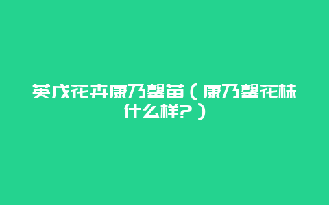 英戊花卉康乃馨苗（康乃馨花株什么样?）