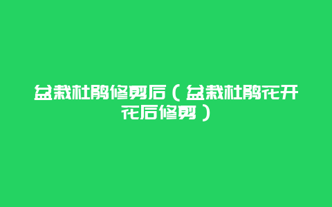 盆栽杜鹃修剪后（盆栽杜鹃花开花后修剪）