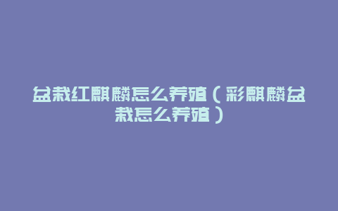 盆栽红麒麟怎么养殖（彩麒麟盆栽怎么养殖）