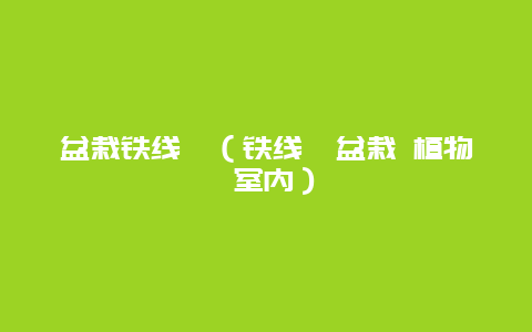 盆栽铁线蕨（铁线蕨盆栽 植物 室内）