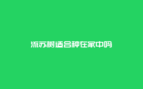 流苏树适合种在家中吗