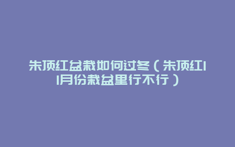 朱顶红盆栽如何过冬（朱顶红11月份栽盆里行不行）