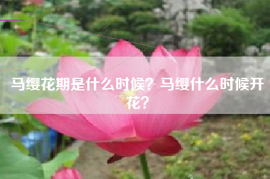 马缨花期是什么时候？马缨什么时候开花？